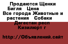 Продаются Щенки Бигля › Цена ­ 35 000 - Все города Животные и растения » Собаки   . Дагестан респ.,Кизилюрт г.